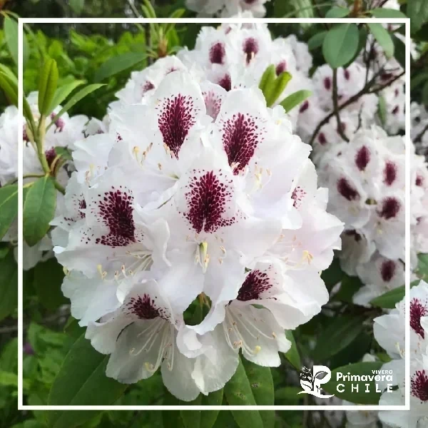 Rododendro Flor de Haba