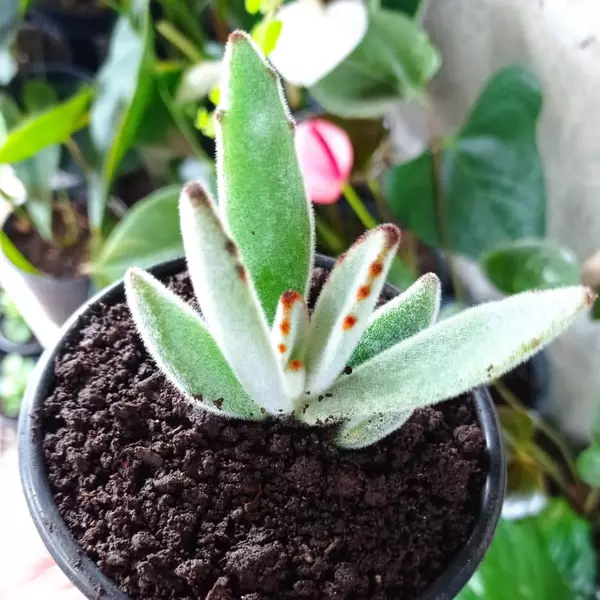 Oreja de conejo 