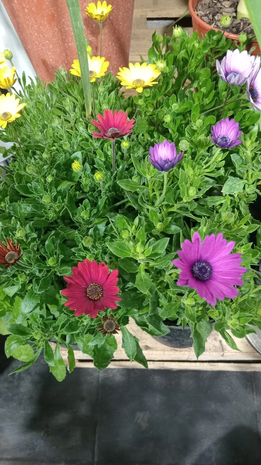Margarita Africana 4