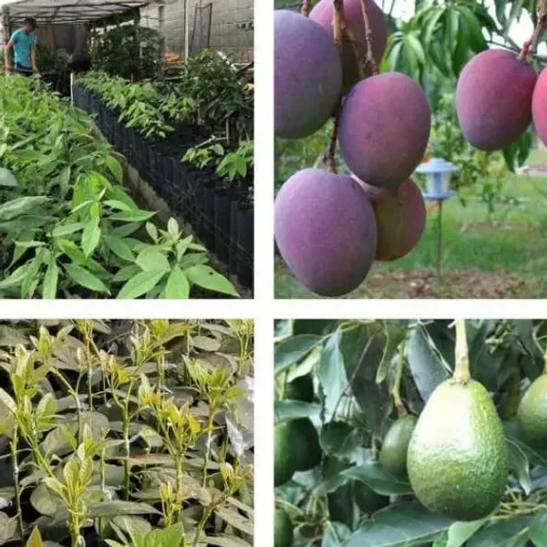 Frutales tropicales