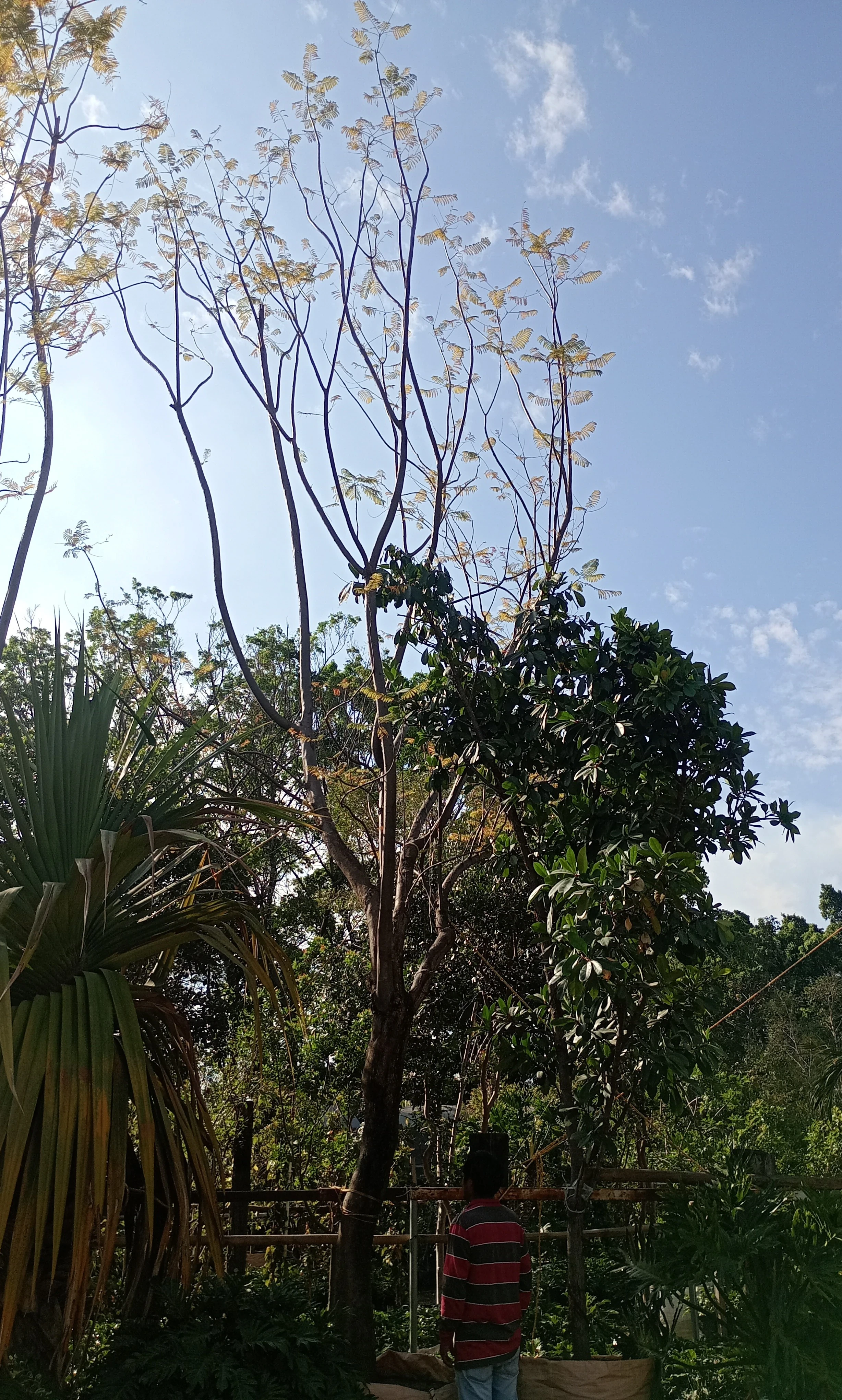 Jacaranda 1