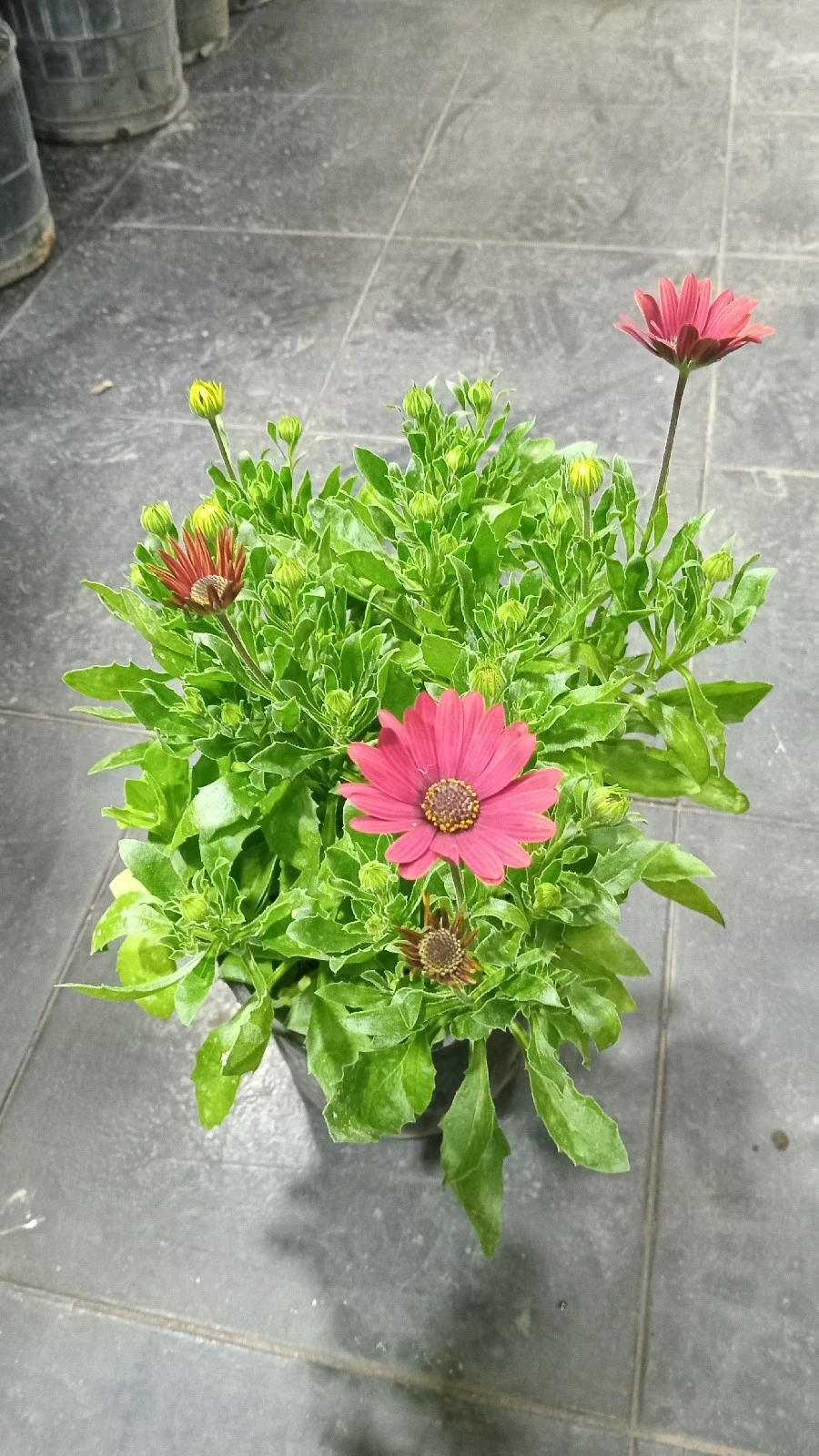Margarita Africana