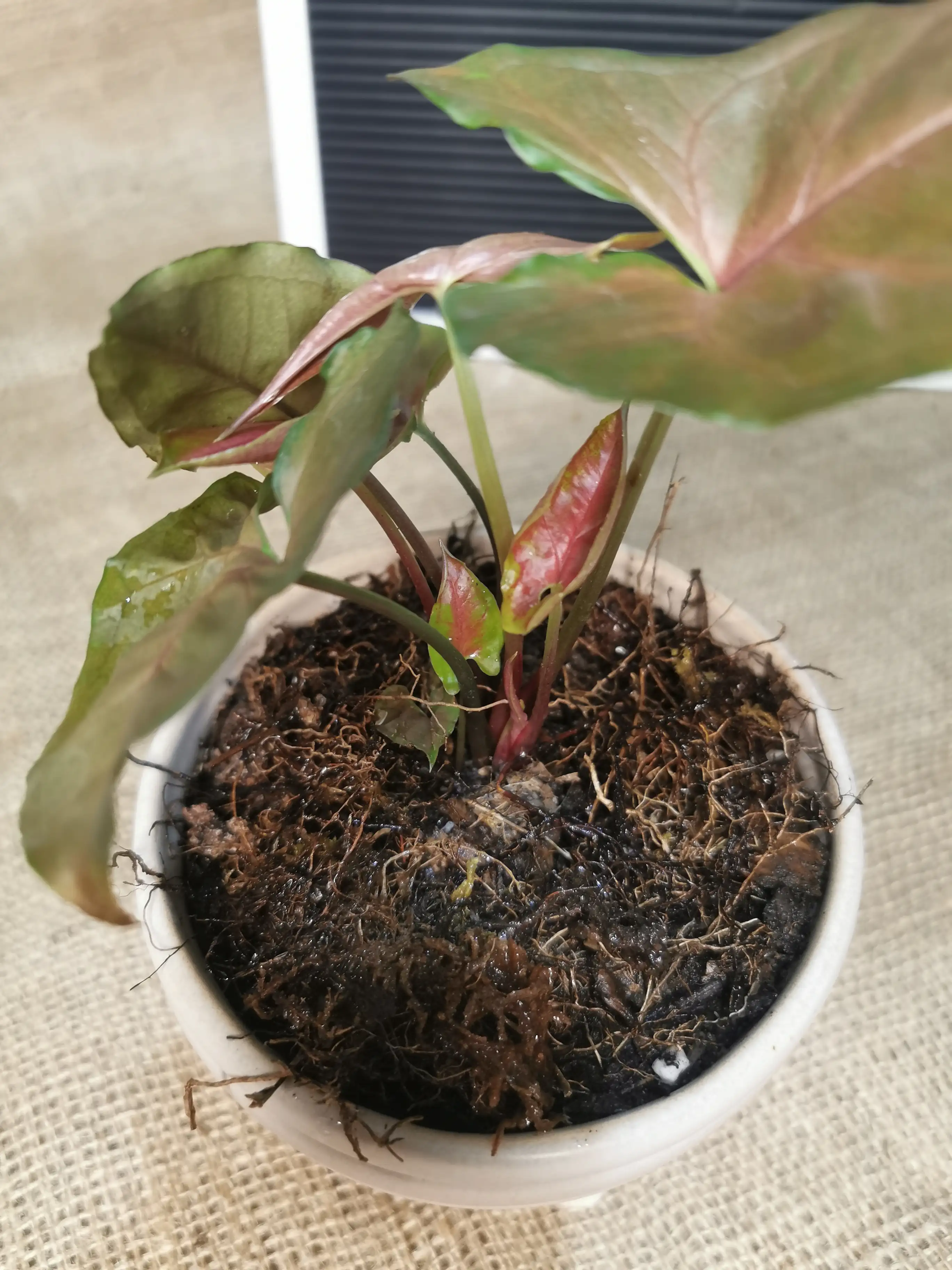 SYNGONIUM ROSADO 2