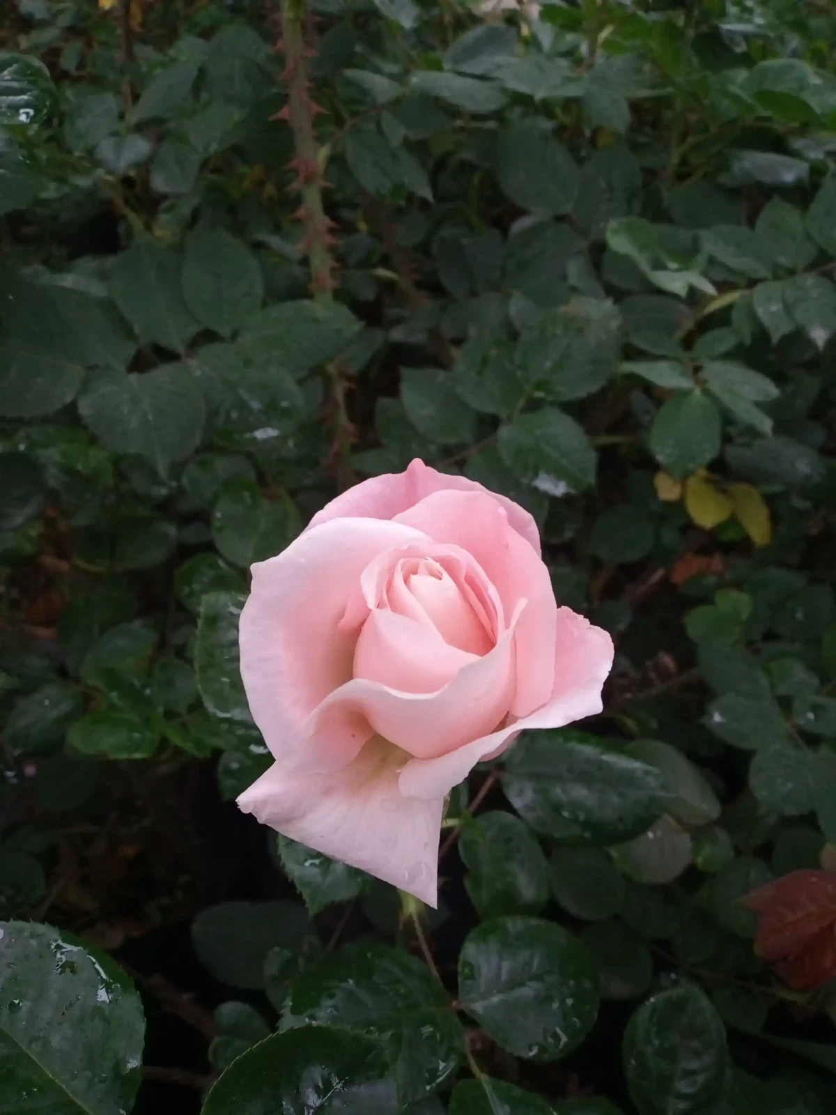 Rosas (Roja,blanca,rosada o amarilla)