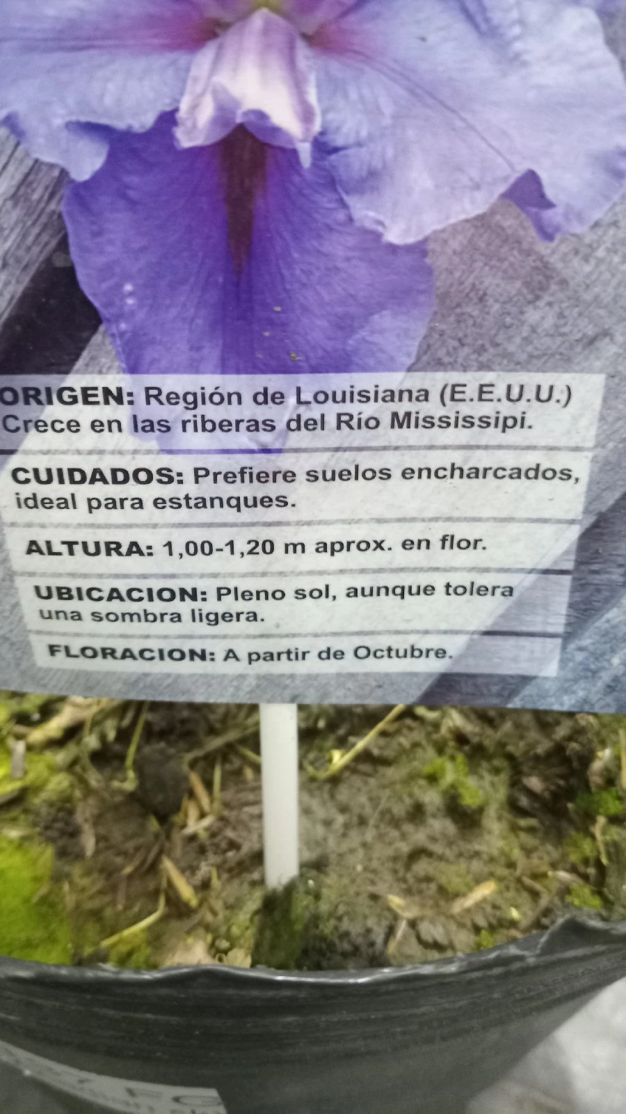 Lirio de los alpes 3