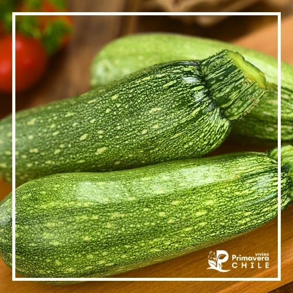 Almacigo Zapallo Italiano Grey Zucchini 2