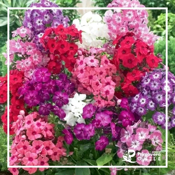 Semillas Phlox de Drummond Gigante