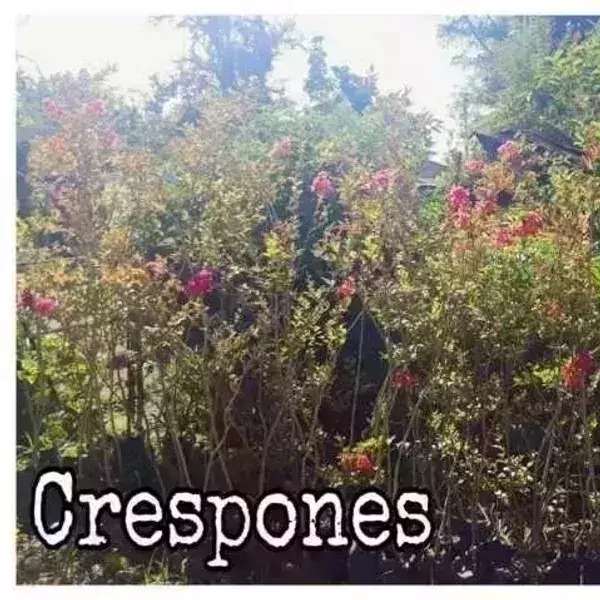 Crespón M  3
