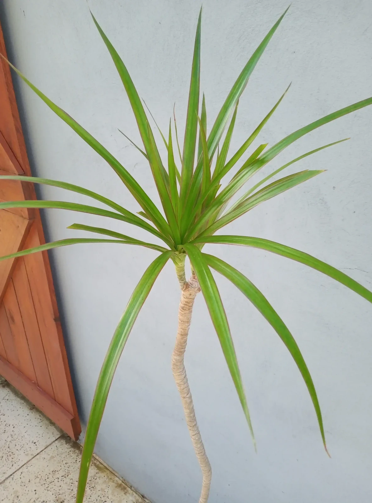 Dracena Marginata Verde  3