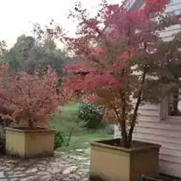 Acer japónico L