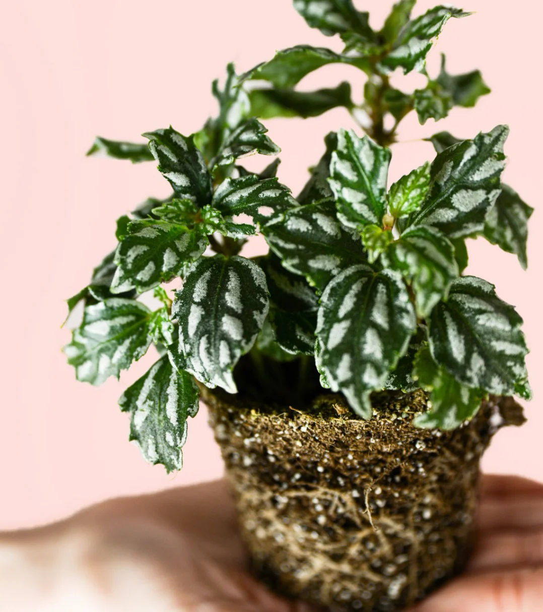 PILEA CADIEREI 2