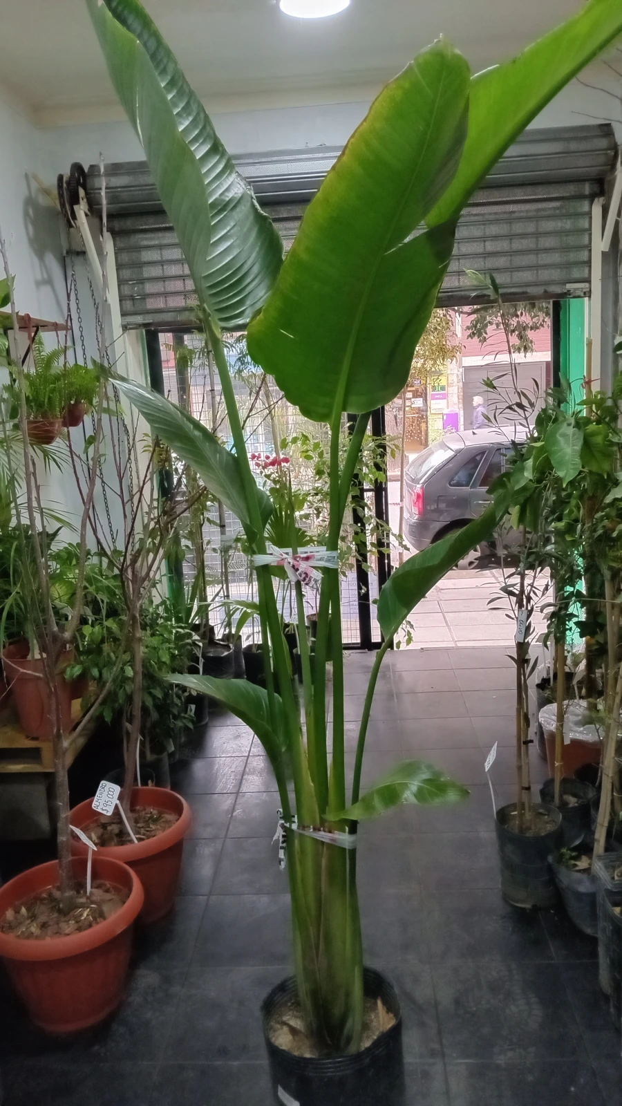 Strelitzia Nicolai grande  2