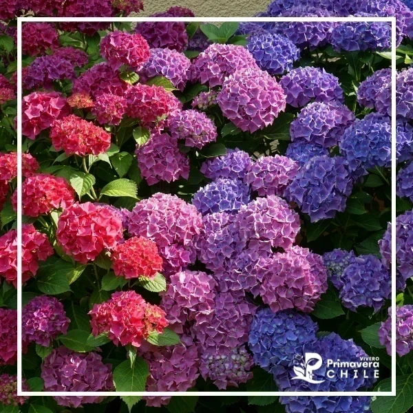 Hortensia Bol. 22