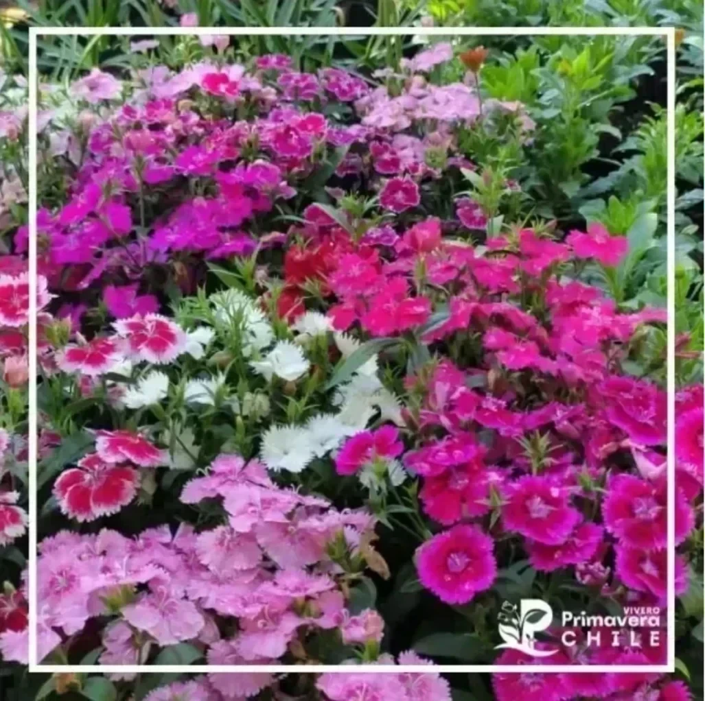 Clavelina China (Dianthus chinensis)&nbsp;