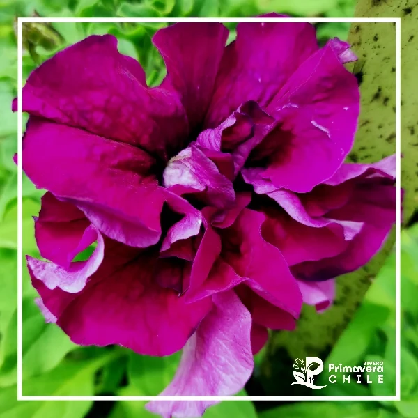 Petunia Doble 3