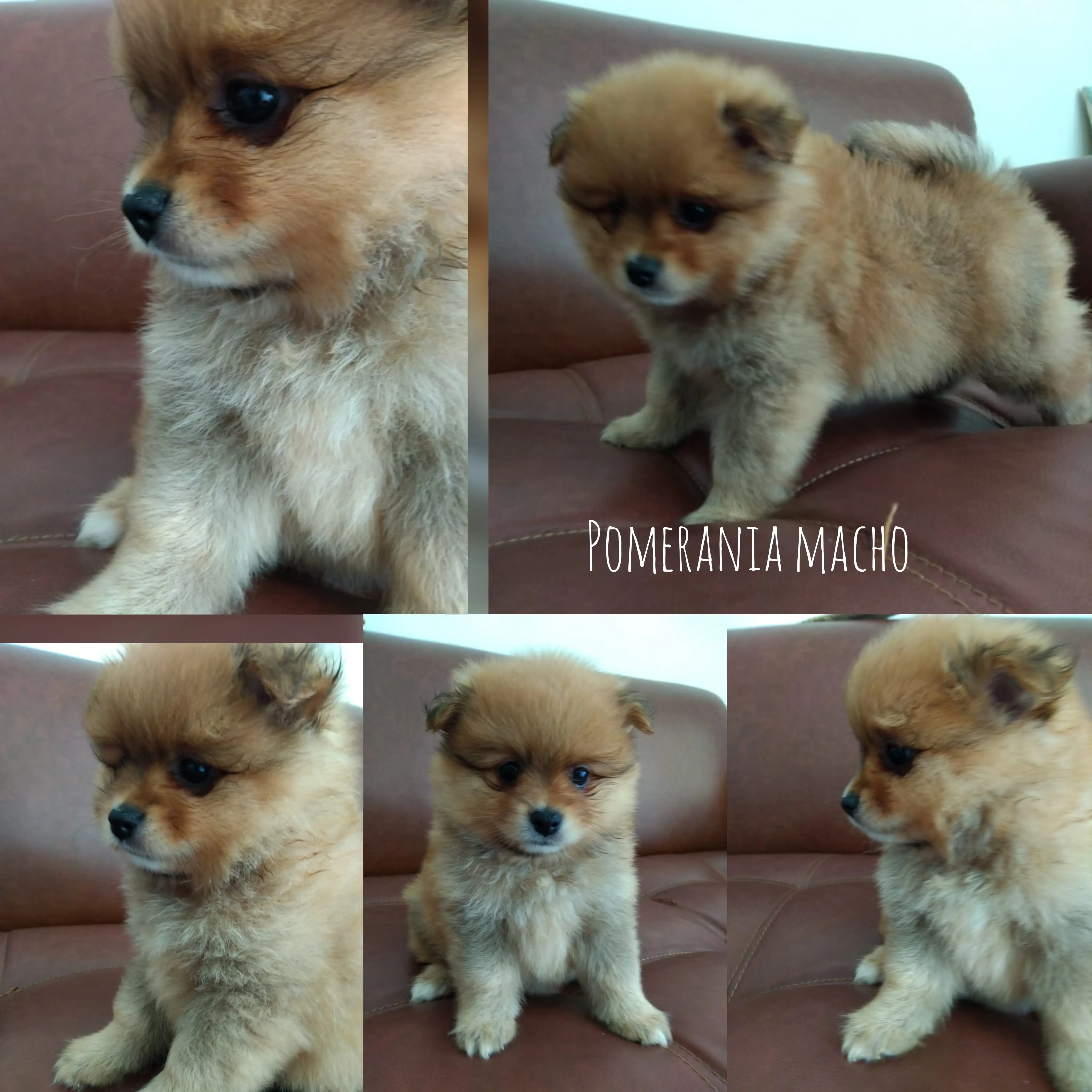 Pomerania 💙 Machito 