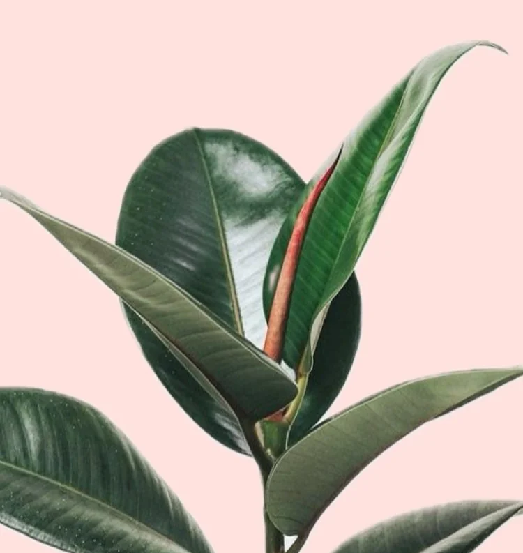 Ficus Elástica 2