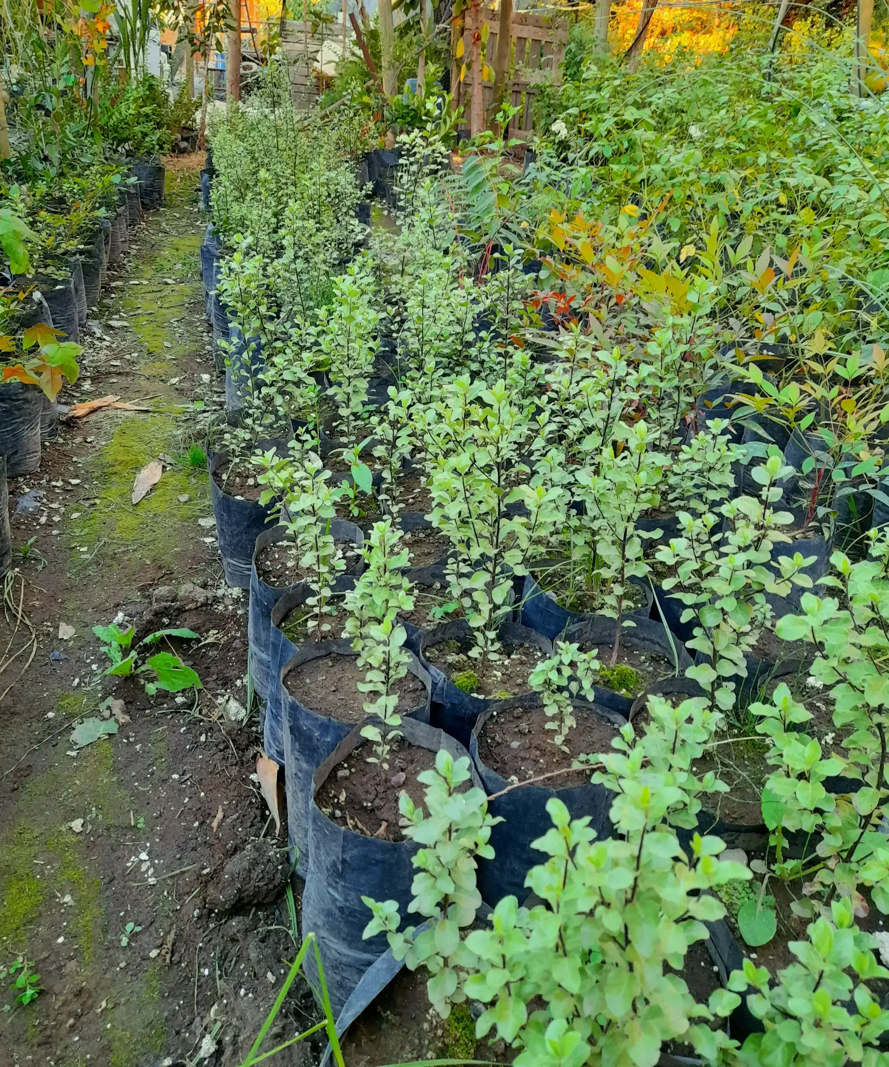 Pittosporum nigricans 3