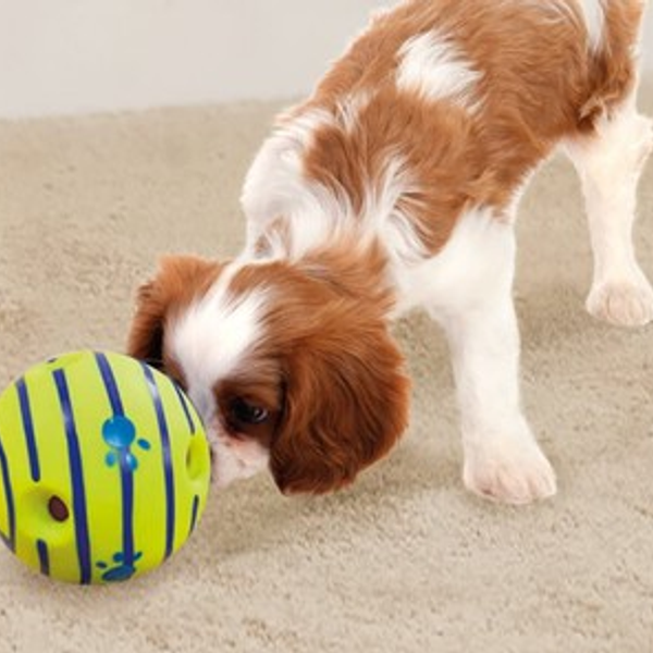 Petshop