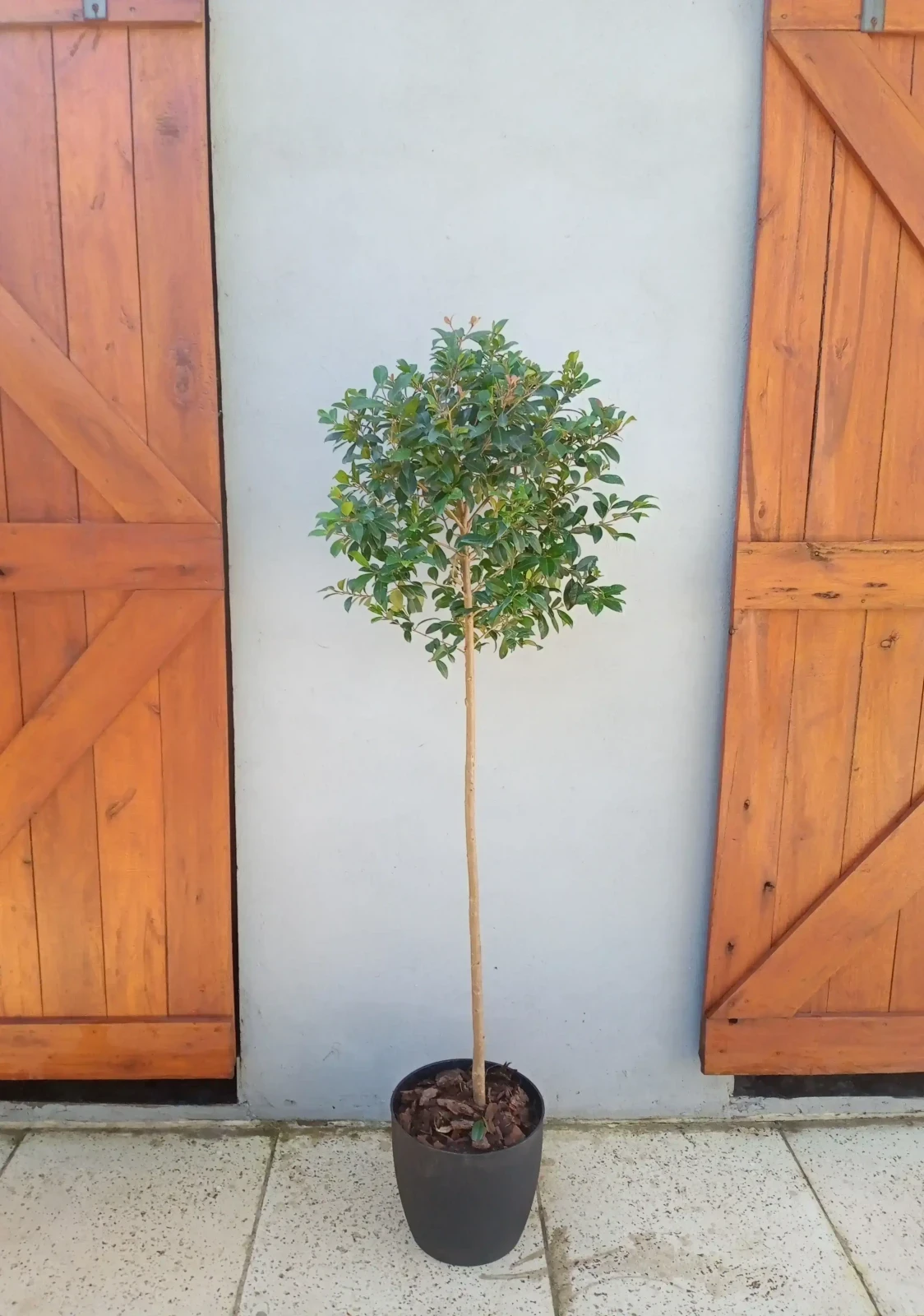 Eugenia Topiaria C/Maceta Paris 5