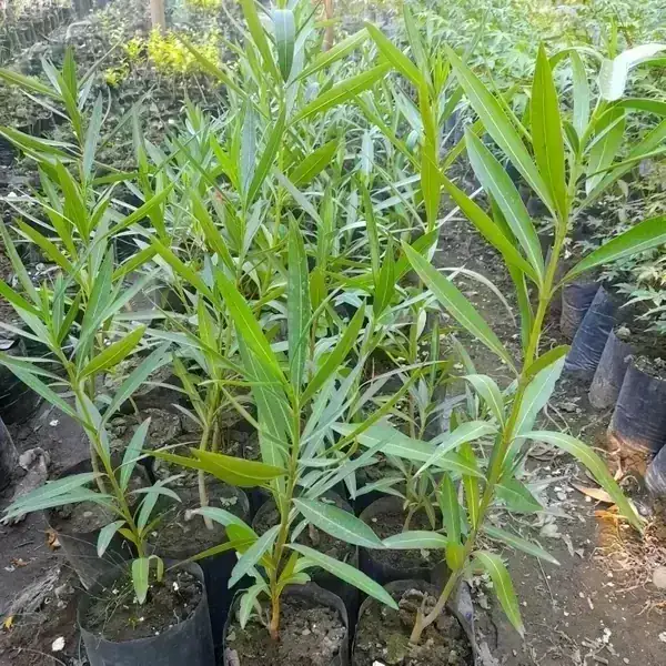 Laurel de flor blanco 2