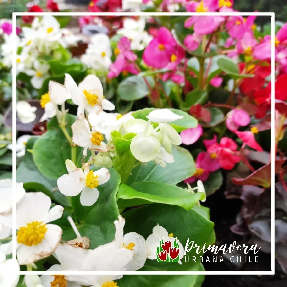 Begonia Porcelana