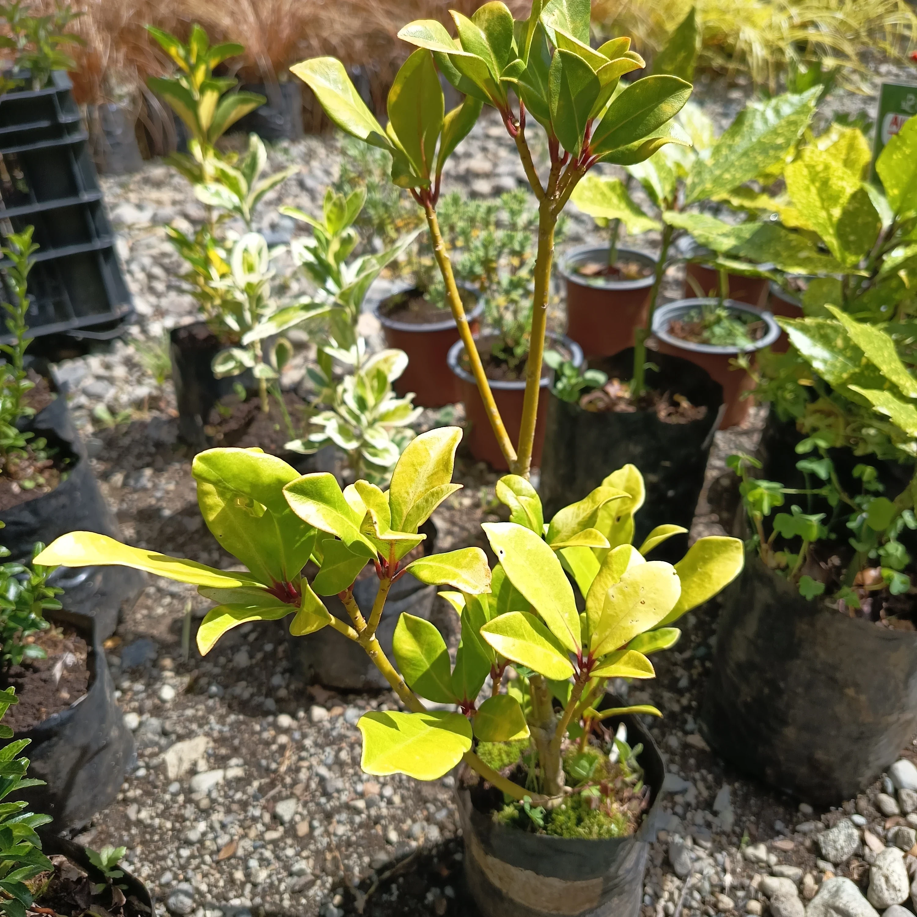 Skimmia Japonica 