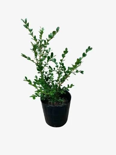 Buxus
