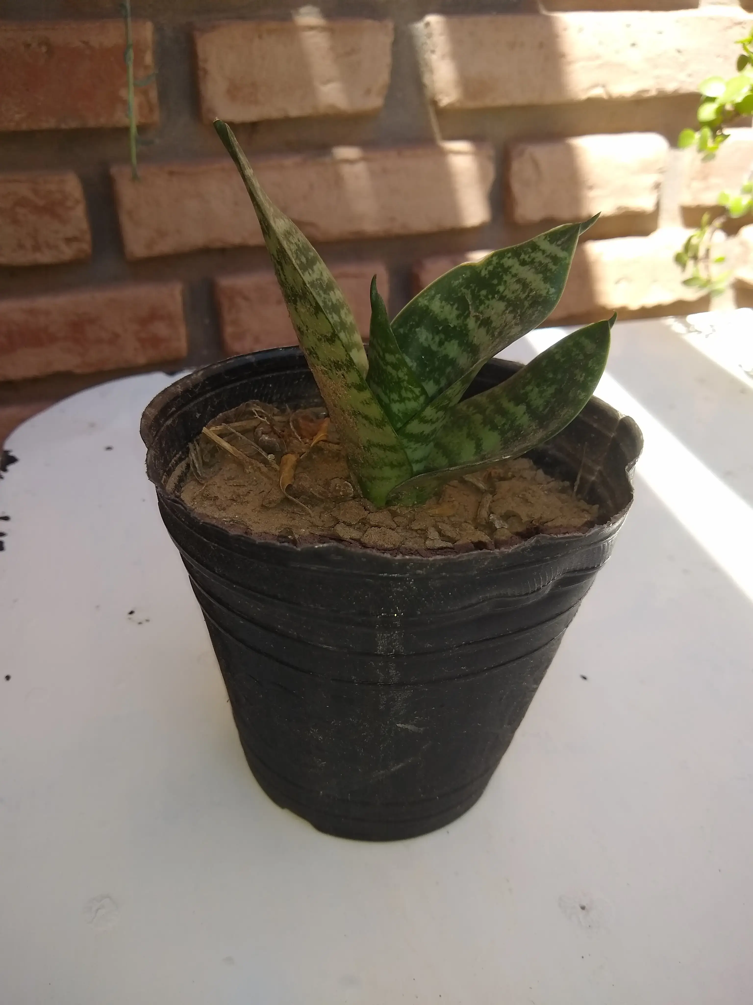 Sanseviera Enana.
