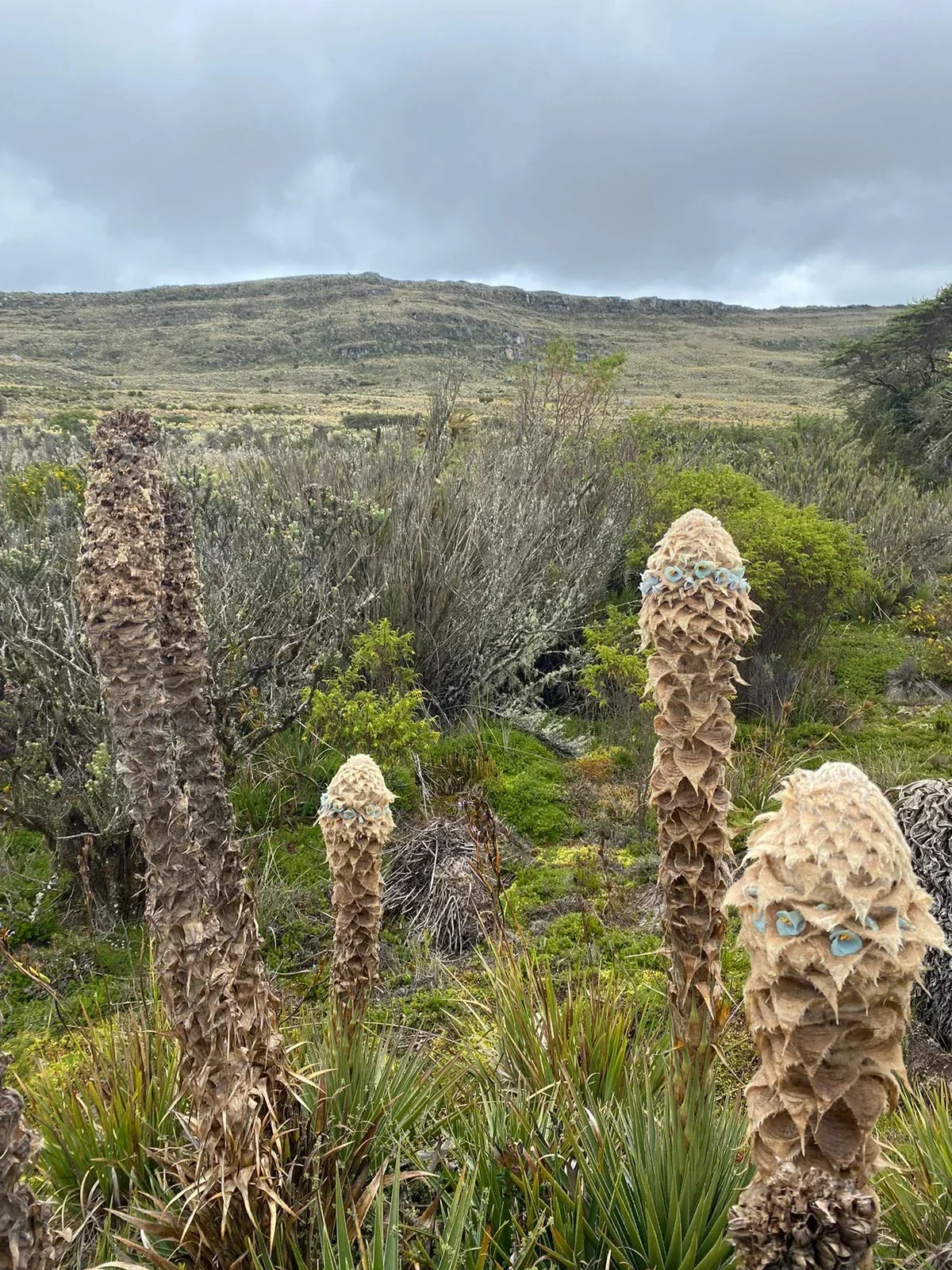 LAGUNA LOS COLORADOS SIBATÉ CUNDINAMARCA 2