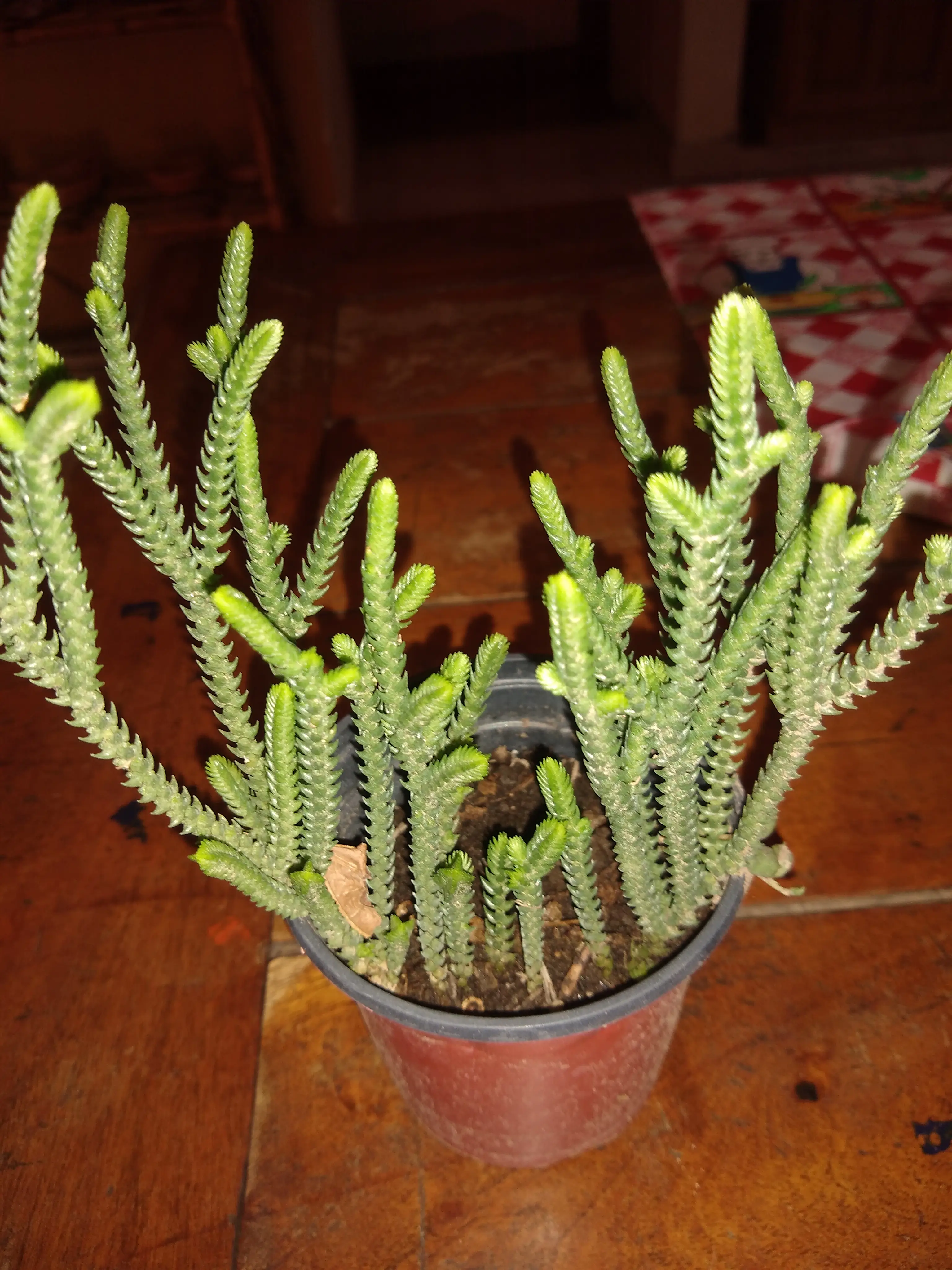 Caron de San José (Crassula Muscosa)