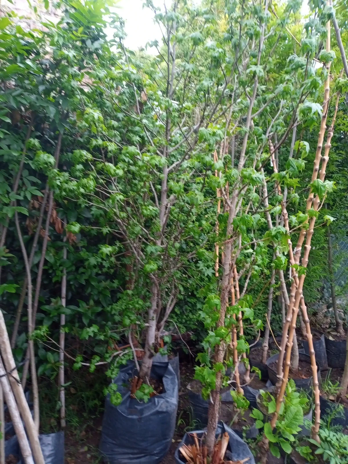 Liquidambar Grande 4