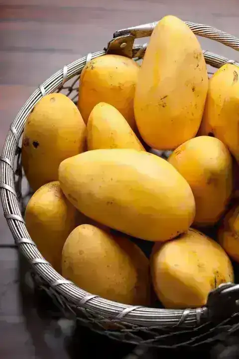 MANGO MANILA 5 UND