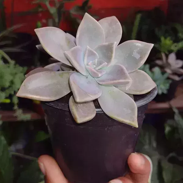 Suculenta madre perla 