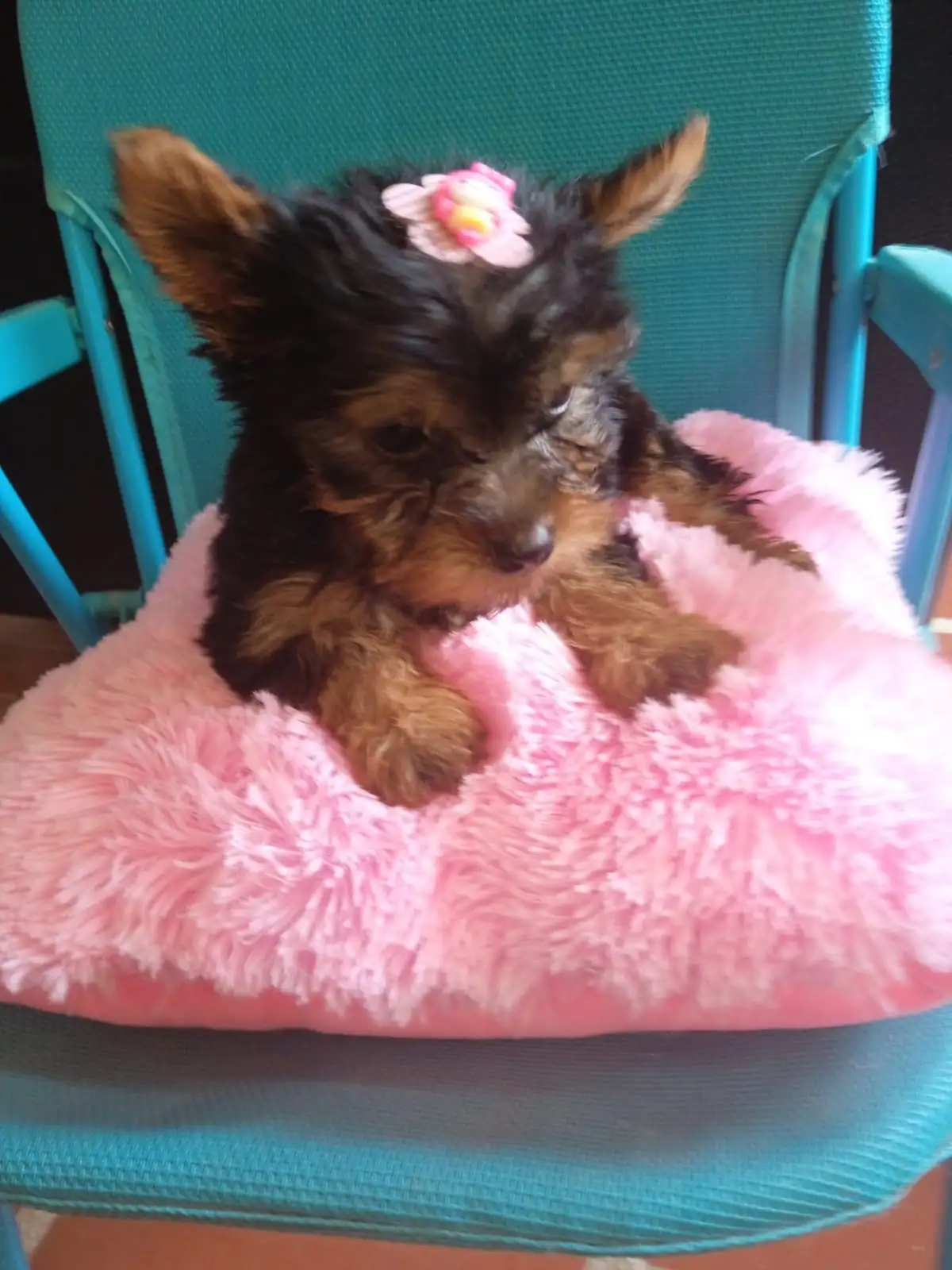 YORKSHIRE 🎀 TERRIER 