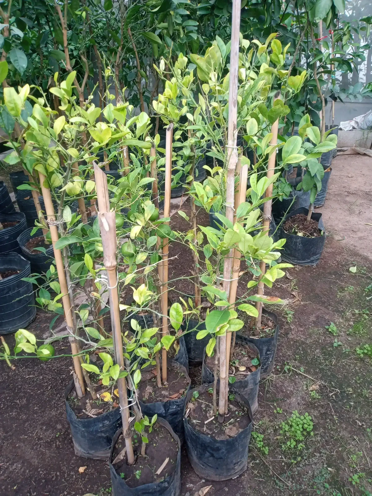 Limón paraguayo  2