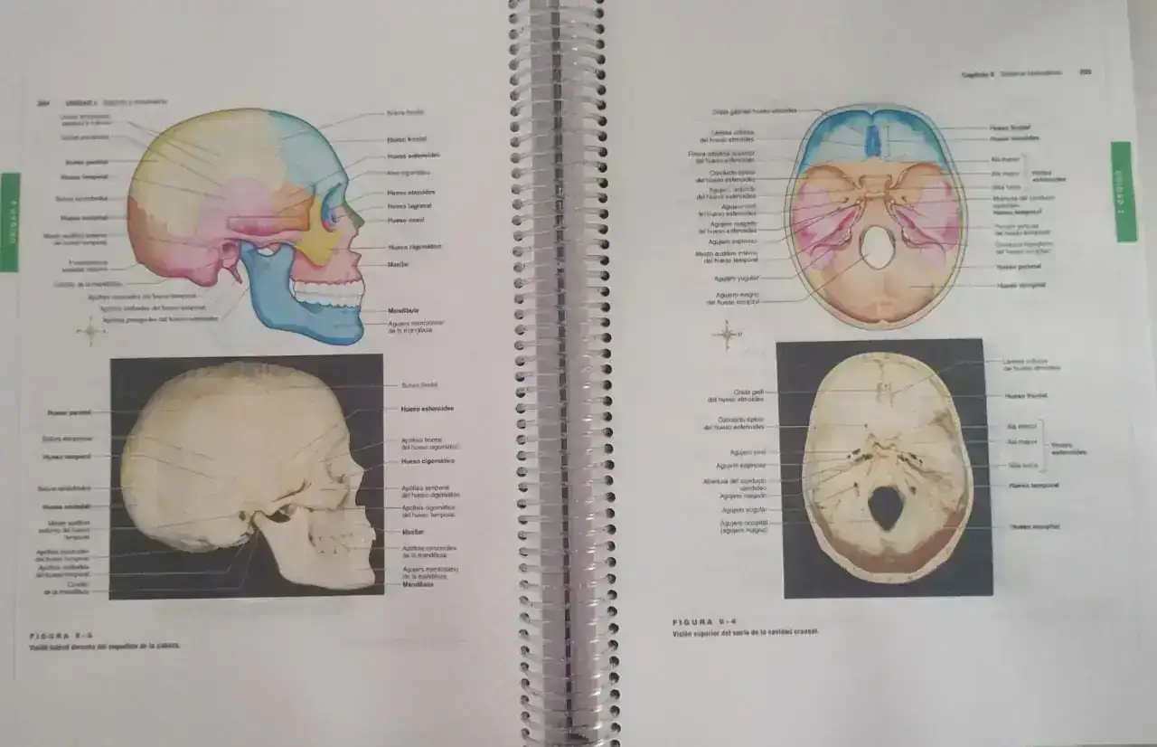 Anatomía Fisiología  2