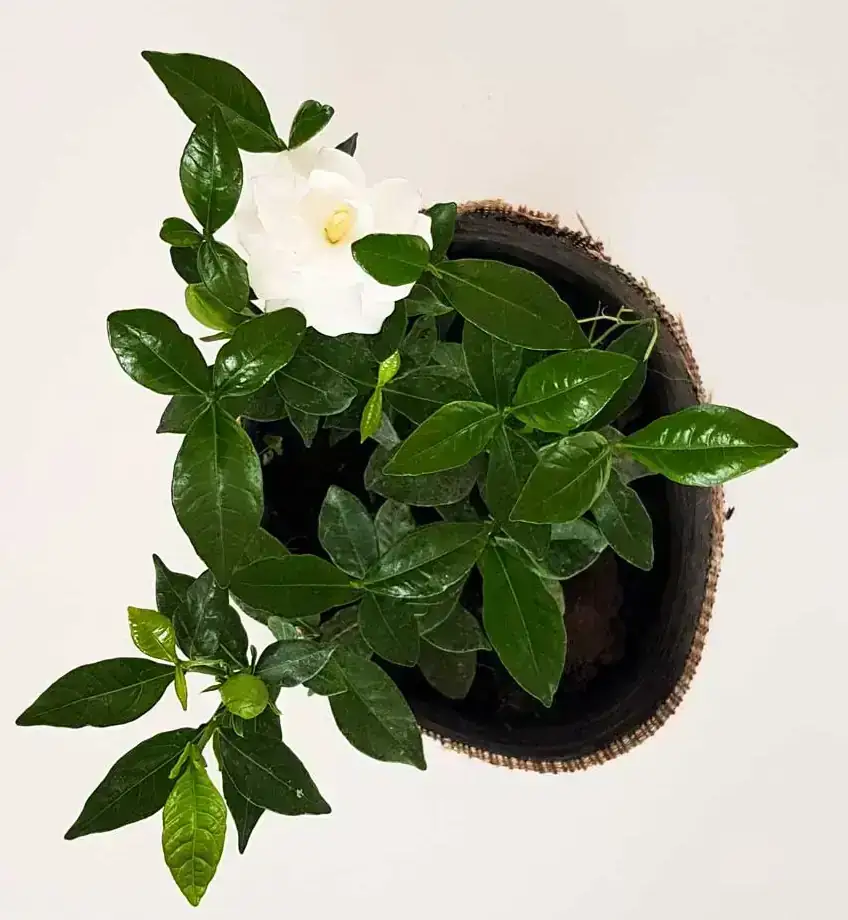 Gardenia o Jazmín del Cabo