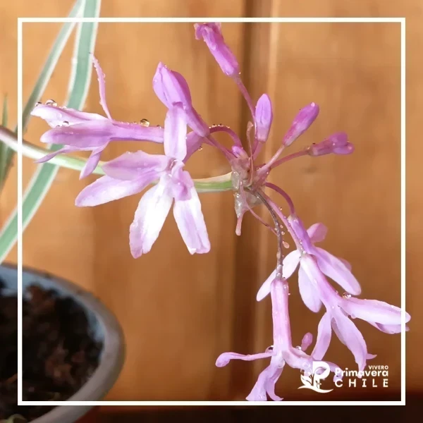 &nbsp;Tulbaghia variegada 2