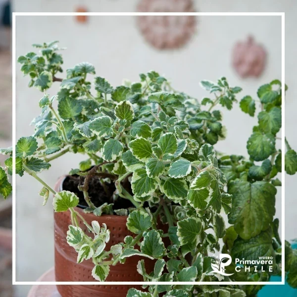 Dolar Incienso - Plectranthus coleoides 'Marginatus'