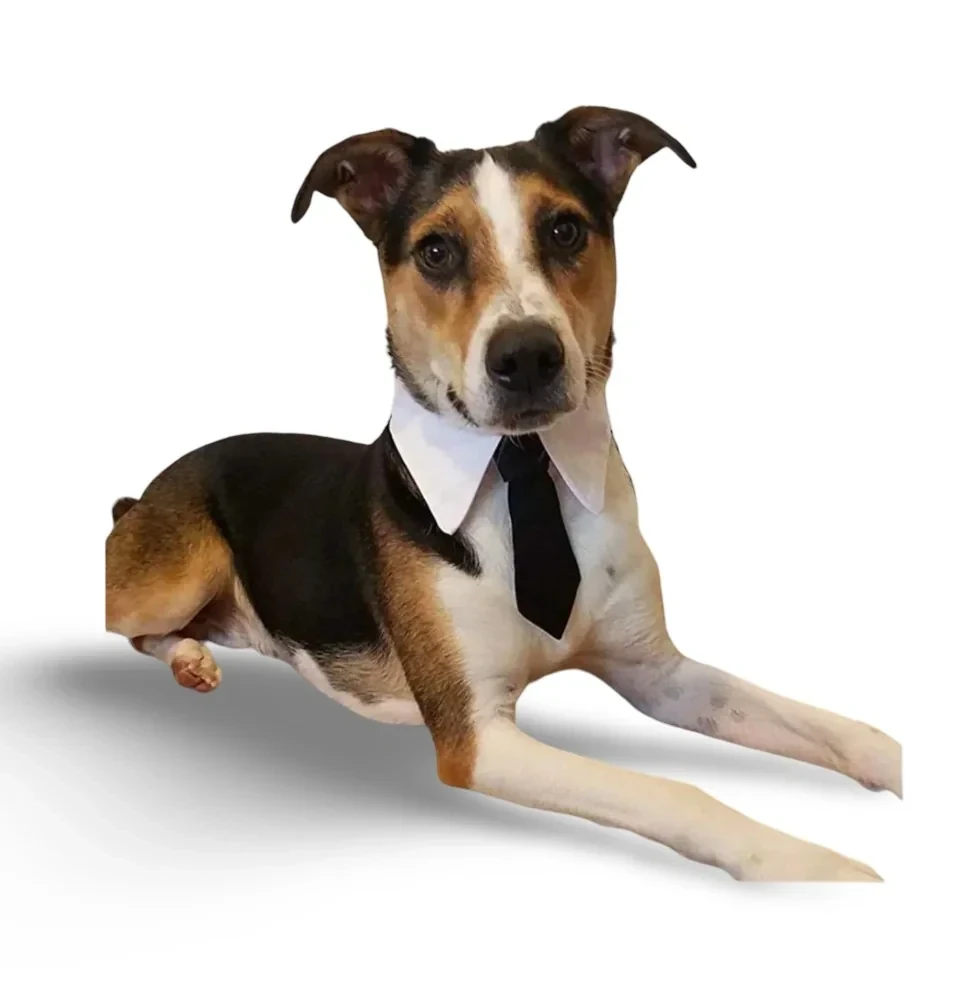 Corbata para perro L 2