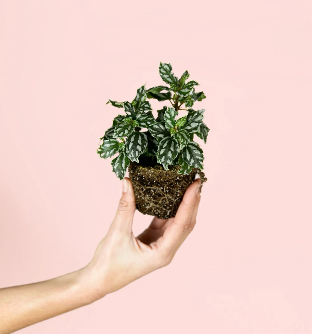 PILEA CADIEREI