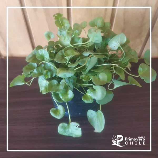 Dichondra