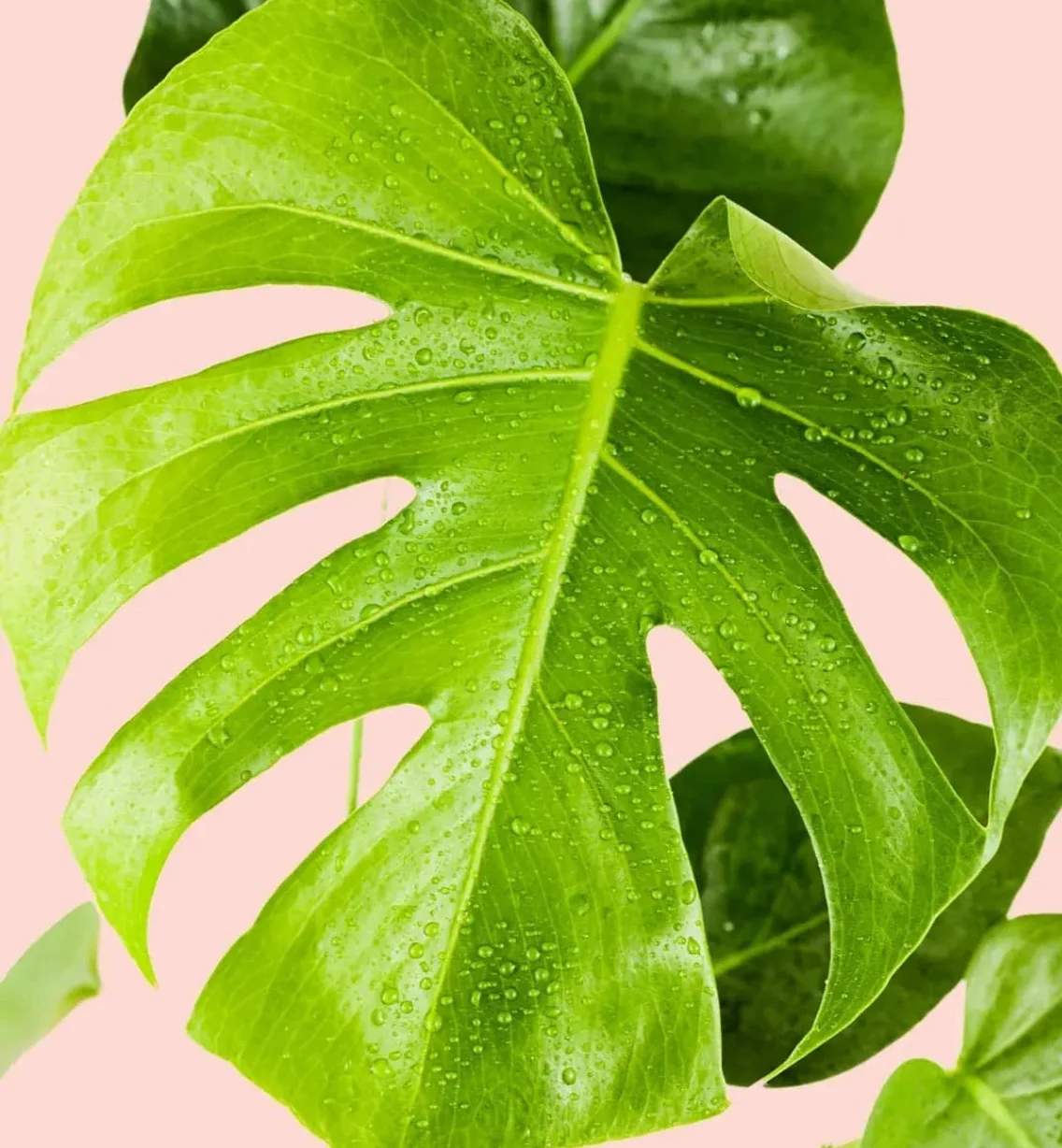 MONSTERA DELICIOSA 2