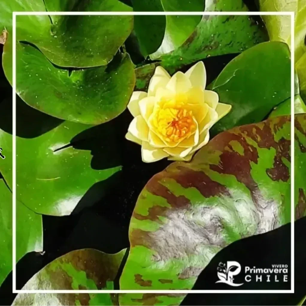 Nenúfar Chromatella / Nymphaea Chromatella 2