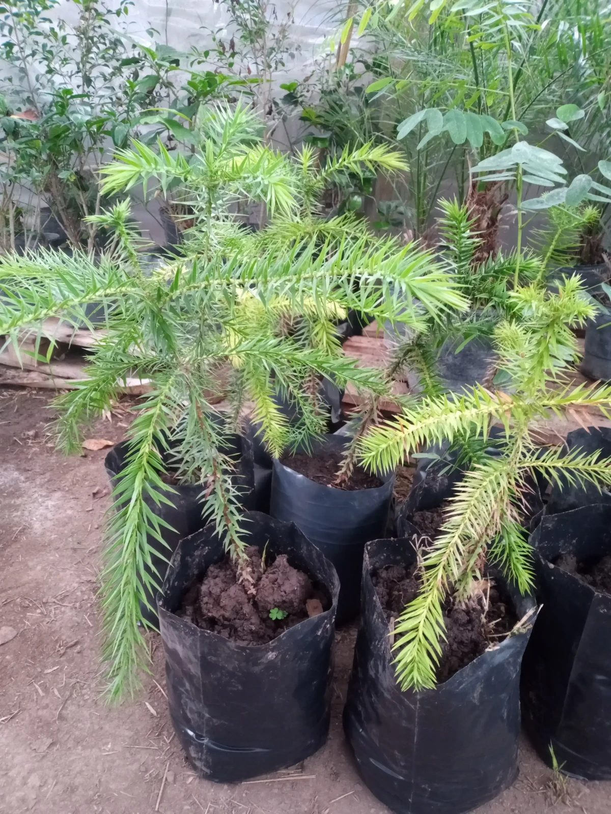Araucaria bidwilli 3