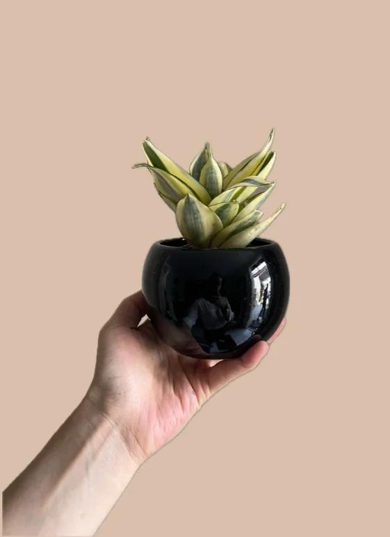 SANSEVIERIA TRIFASCIATA EN ESFERITA NEGRA