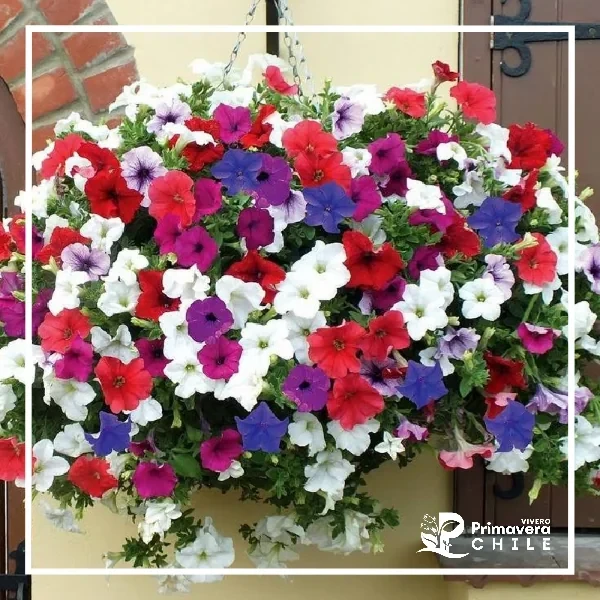Semillas Petunia Péndula Balcón