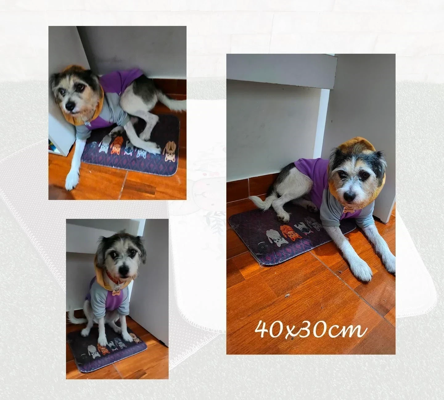 TAPETE PETLOVER 4