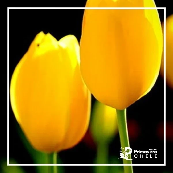 Bulbo Tulipán Color al Azar 2